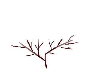 柿の切り戻し剪定