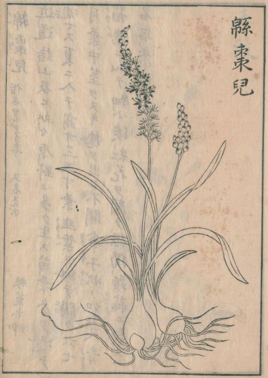 ツルボ、花彙