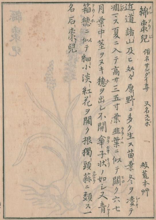 ツルボ、花彙