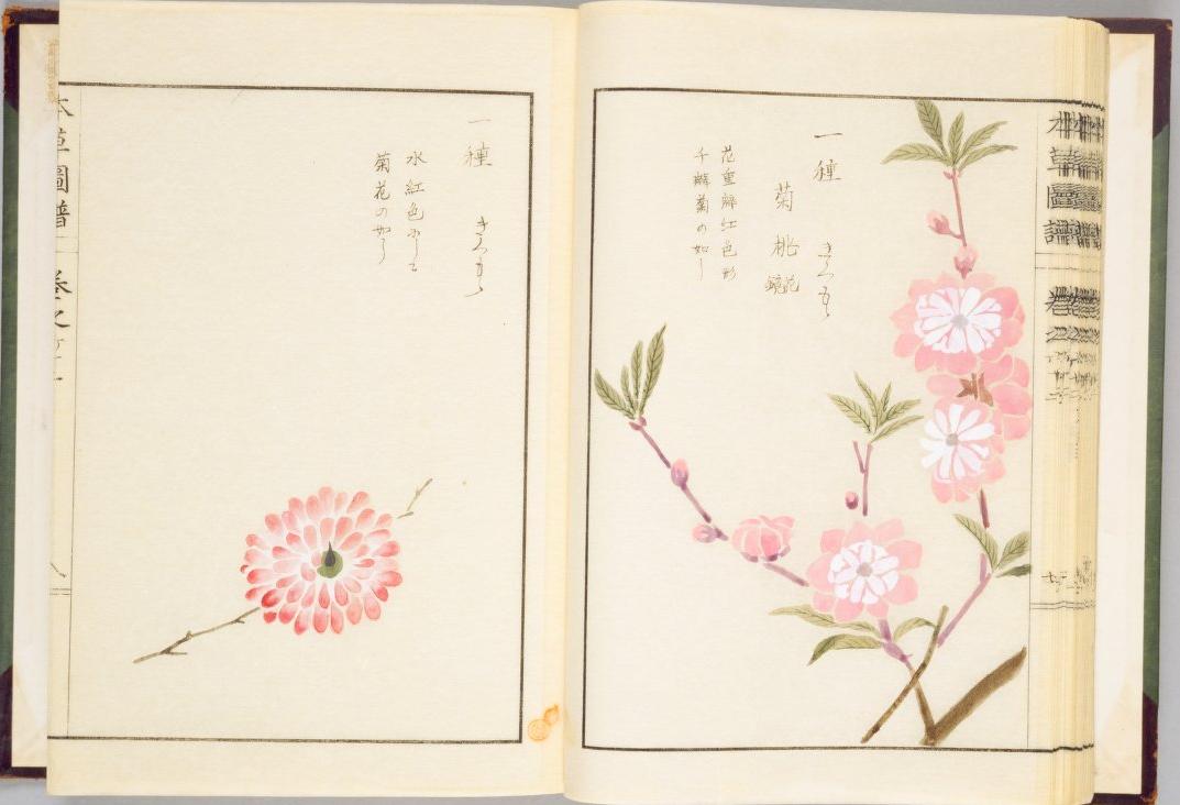 本草図譜